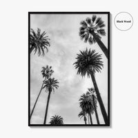 California Black and White Fine Art Photo Print, Los Angeles Palm Trees Poster
