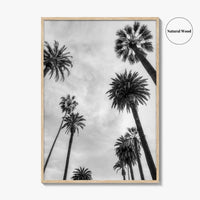 California Black and White Fine Art Photo Print, Los Angeles Palm Trees Poster