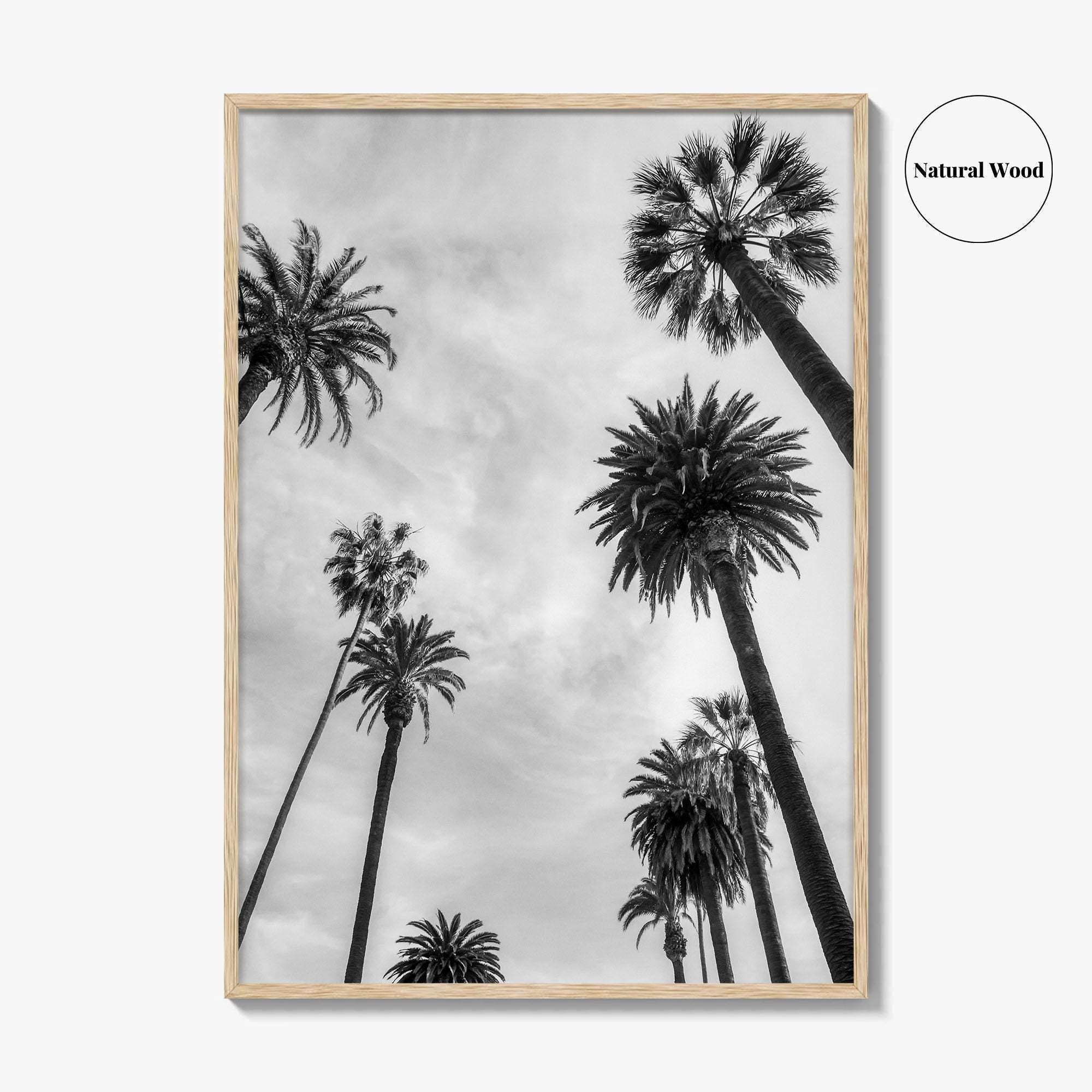 California Black and White Fine Art Photo Print, Los Angeles Palm Trees Poster