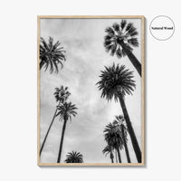 California Black and White Fine Art Photo Print, Los Angeles Palm Trees Poster
