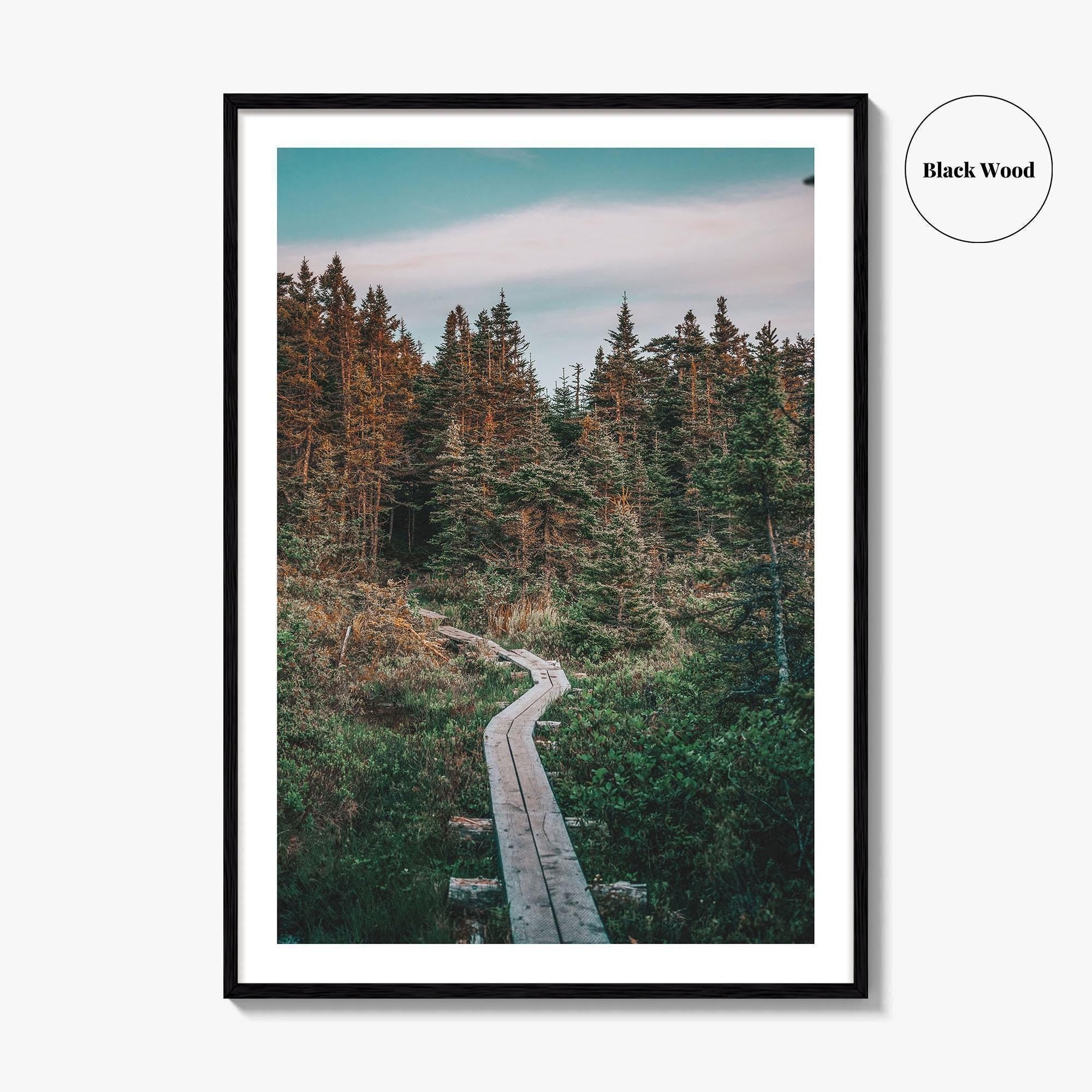 Outer Cove Fine Art Photo Print, Newfoundland and Labrador, St Johns, Forest Trail Poster