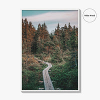 Outer Cove Fine Art Photo Print, Newfoundland and Labrador, St Johns, Forest Trail Poster