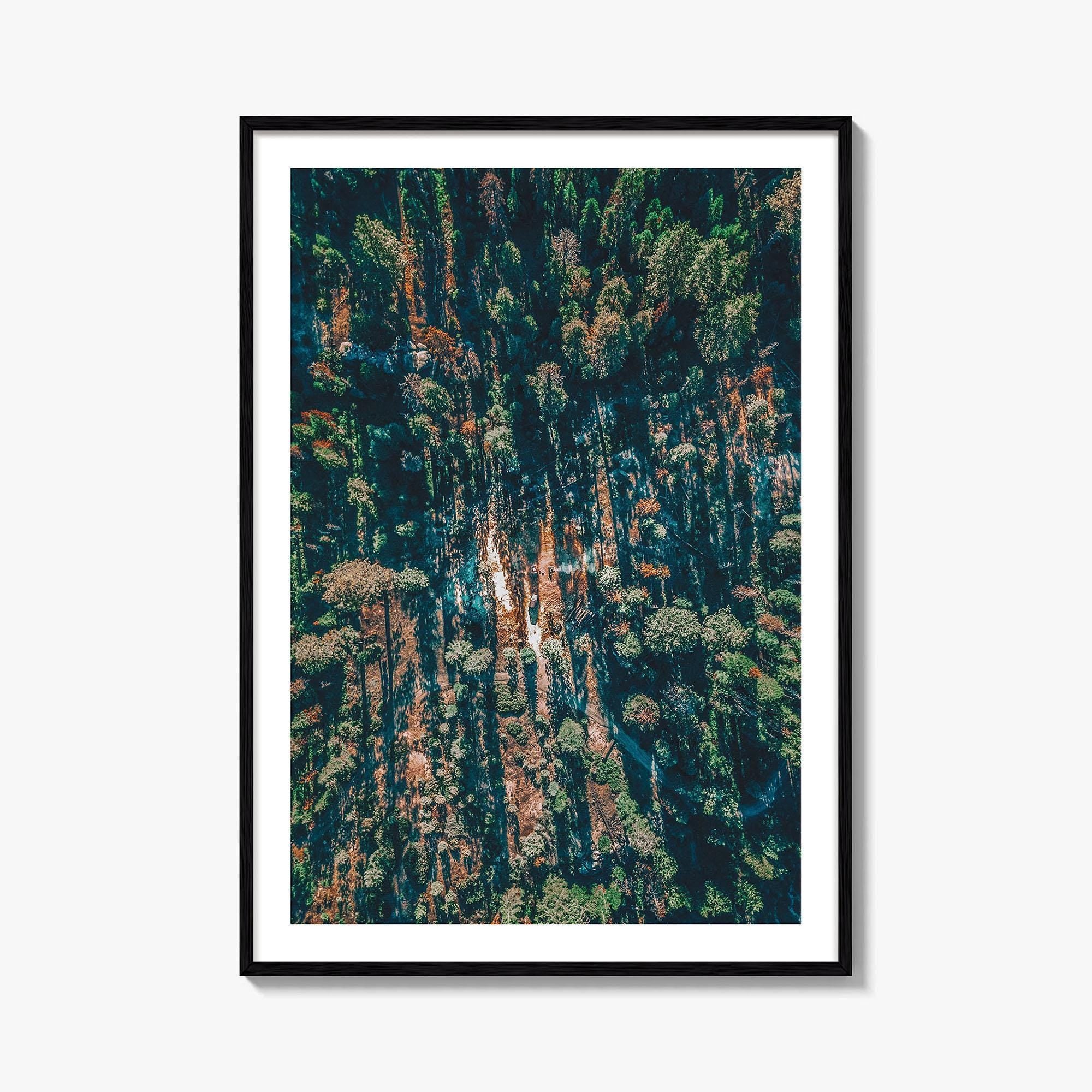 Sequoia National Park Fine Art Photo Print, California Wall Decor Poster, Aerial Forest USA