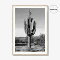 Mesa Arizona Black and White Fine Art Photo Print, Salt River, Phoenix, Saguaro Poster