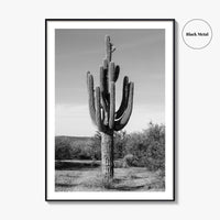 Mesa Arizona Black and White Fine Art Photo Print, Salt River, Phoenix, Saguaro Poster