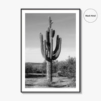 Mesa Arizona Black and White Fine Art Photo Print, Salt River, Phoenix, Saguaro Poster