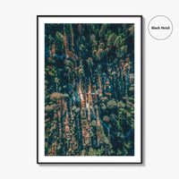 Sequoia National Park Fine Art Photo Print, California Wall Decor Poster, Aerial Forest USA