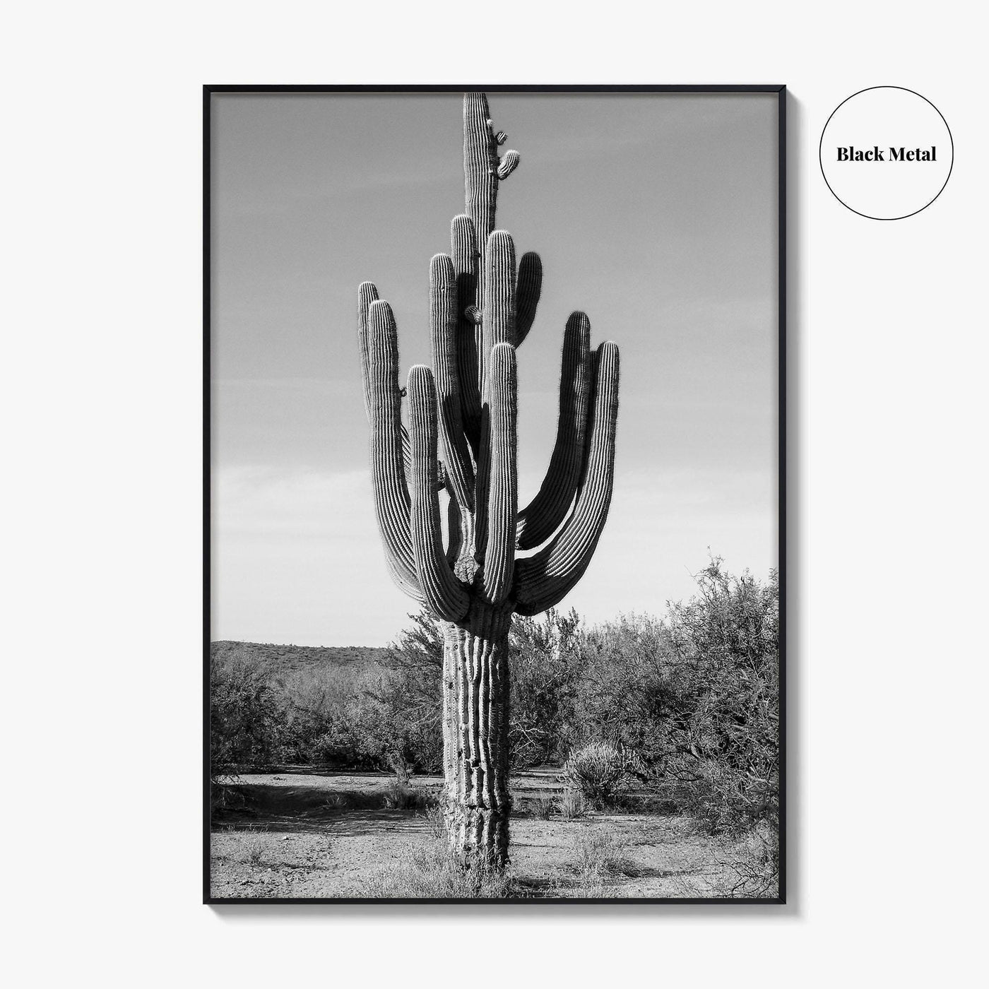 Mesa Arizona Black and White Fine Art Photo Print, Salt River, Phoenix, Saguaro Poster