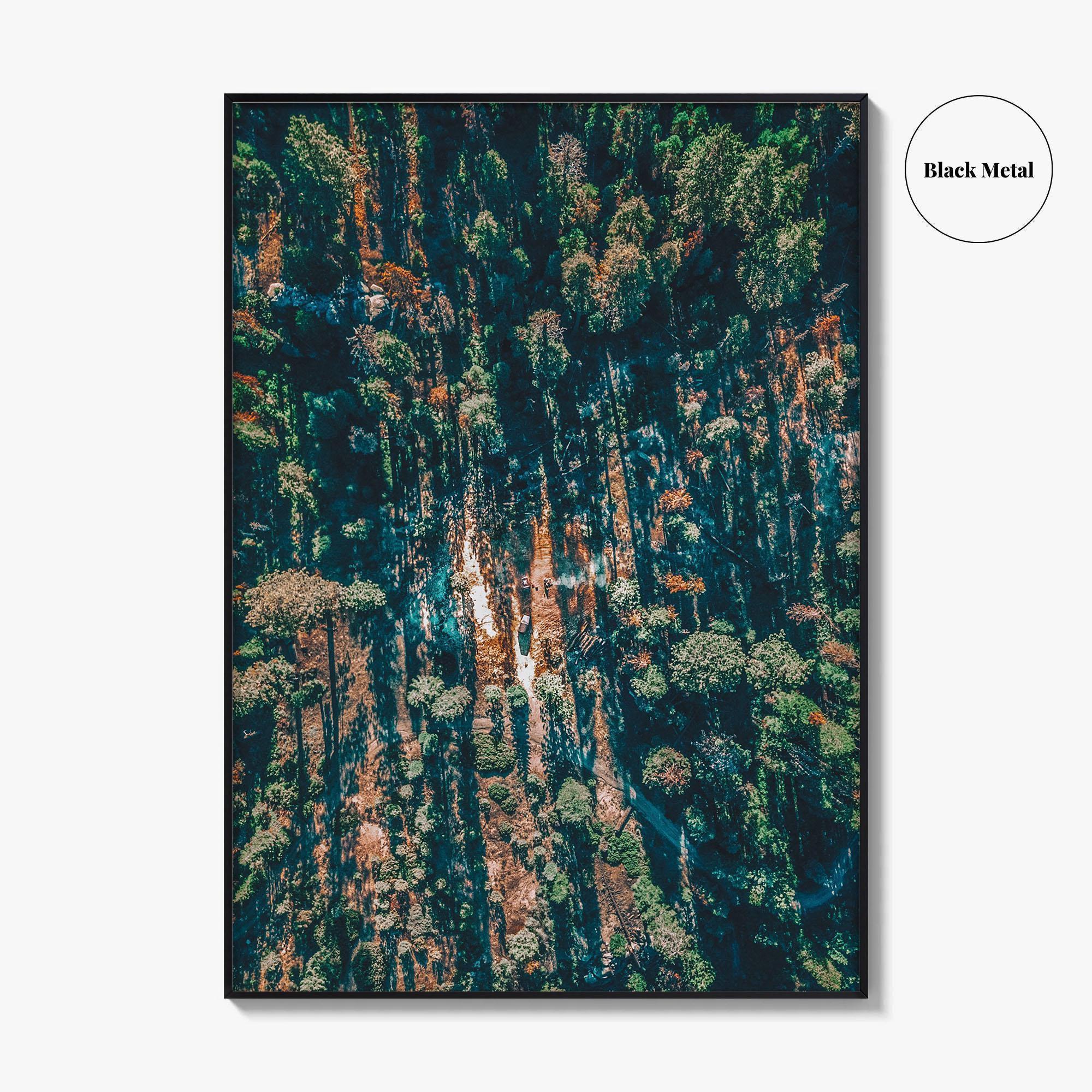 Sequoia National Park Fine Art Photo Print, California Wall Decor Poster, Aerial Forest USA