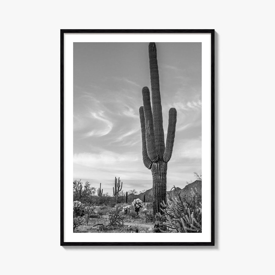 Arizona Black and White Fine Art Photo Print, Sonoran Desert Saguaro Cactus Tucson Poster