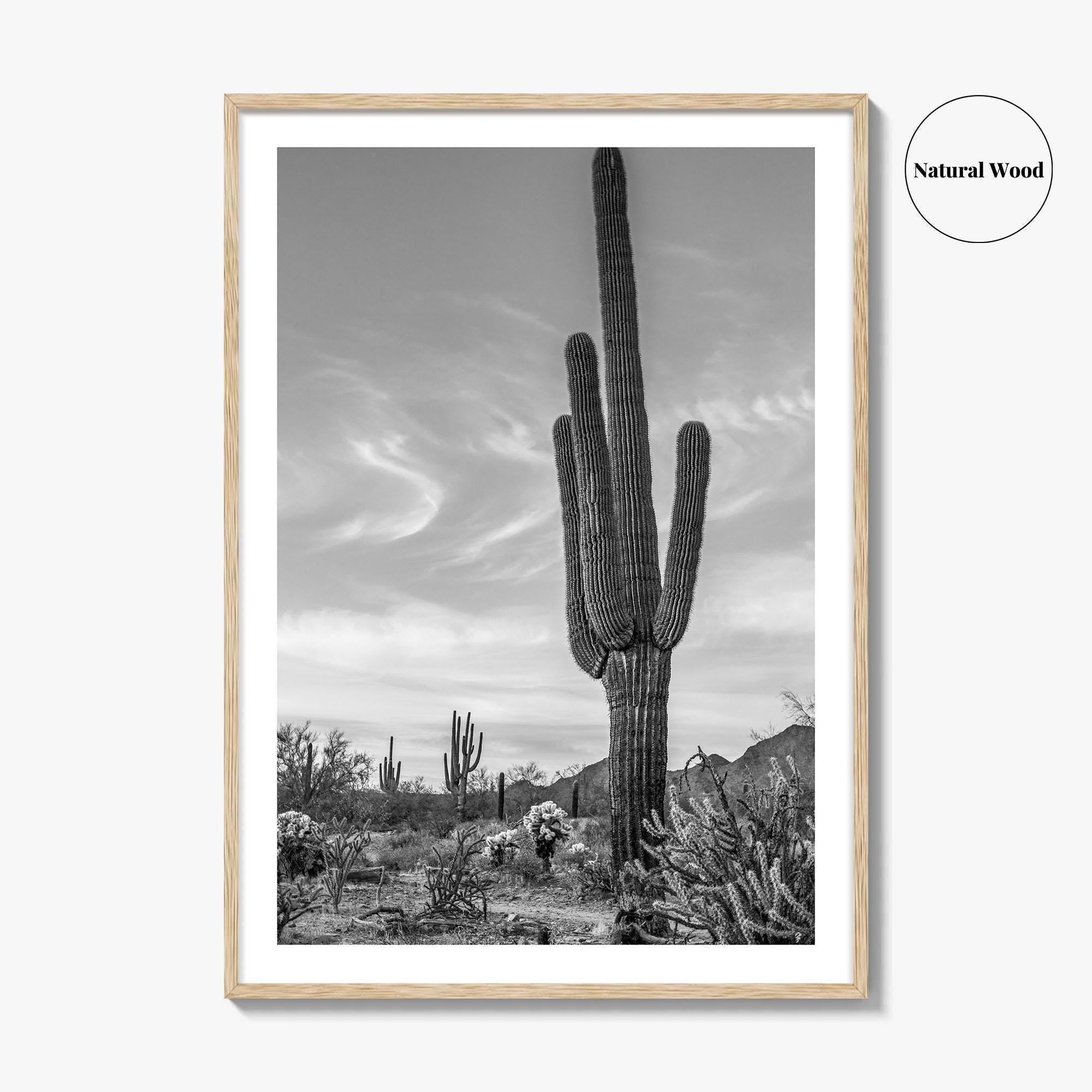 Arizona Black and White Fine Art Photo Print, Sonoran Desert Saguaro Cactus Tucson Poster
