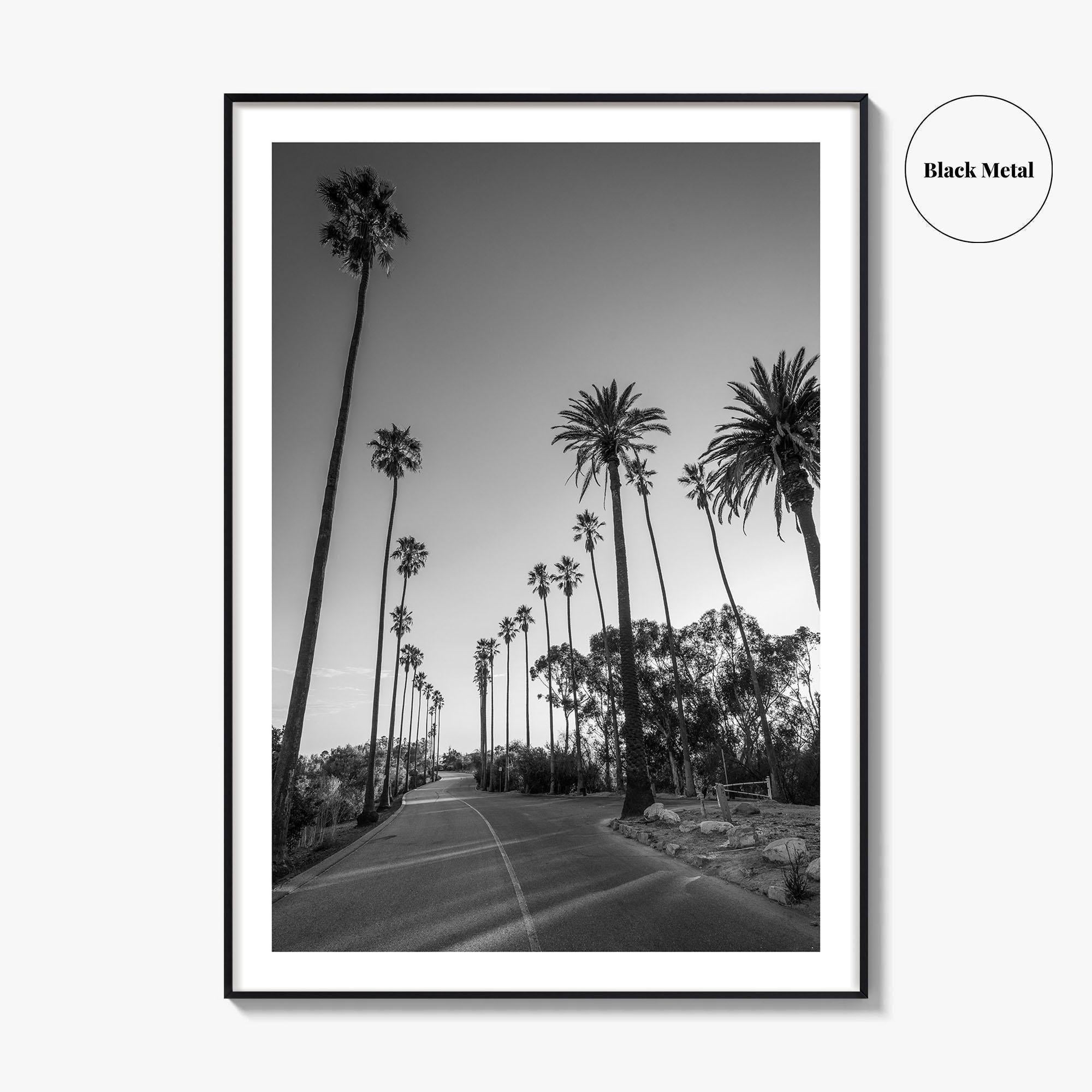 Elysian Park Black and White Fine Art Photo Print, Los Angeles Palm Trees Poster