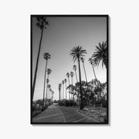 Elysian Park Black and White Fine Art Photo Print, Los Angeles Palm Trees Poster