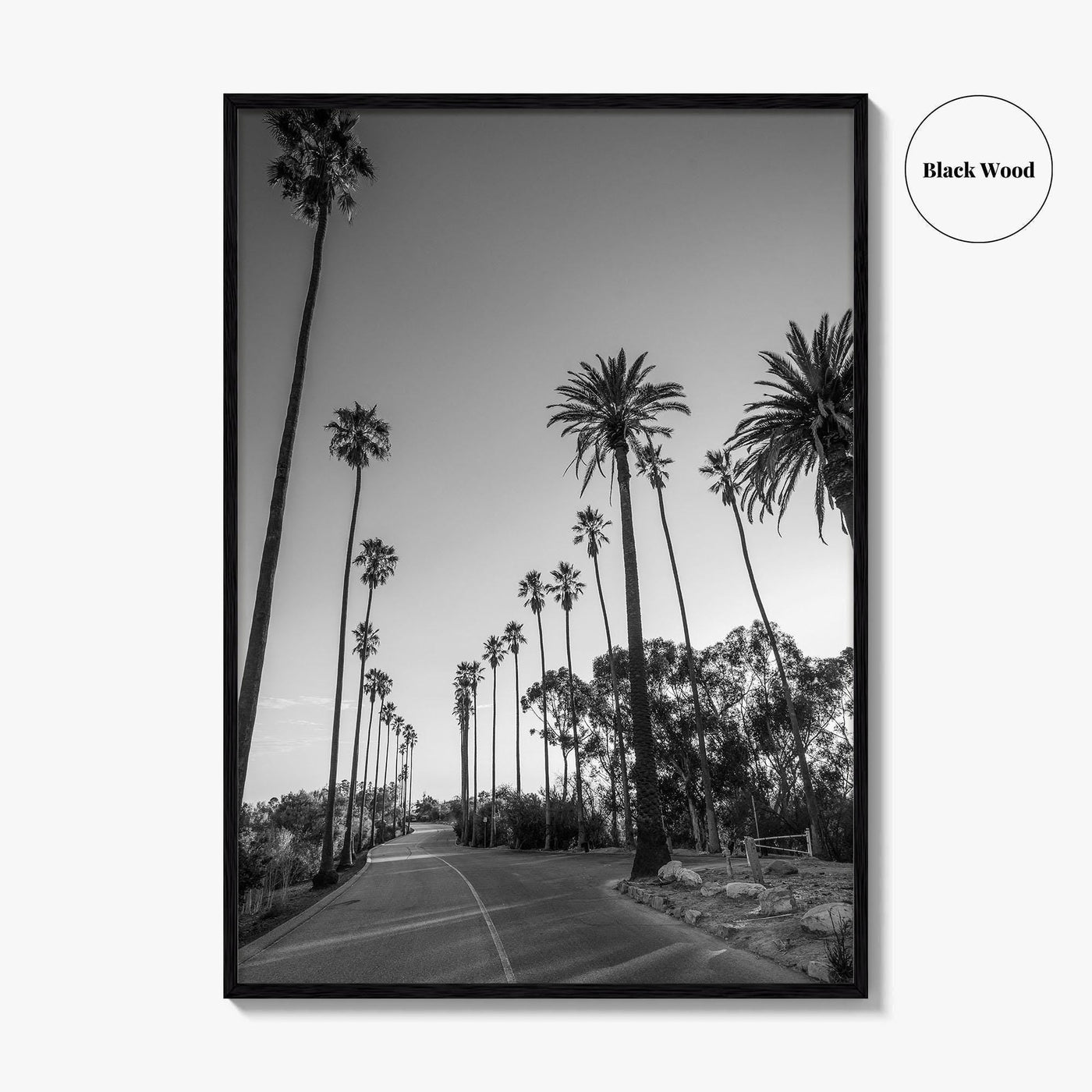 Elysian Park Black and White Fine Art Photo Print, Los Angeles Palm Trees Poster