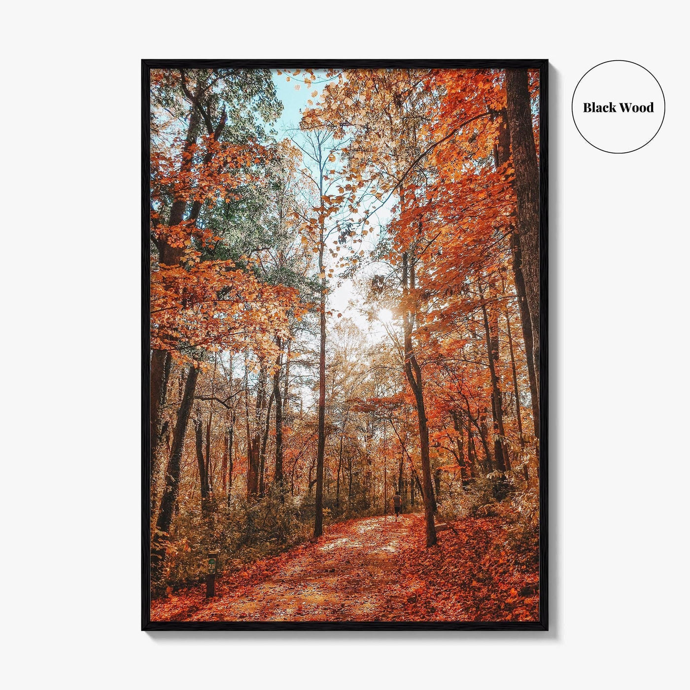 Knoxville Fine Art Photo Print, Tennessee Fall Foliage Wall Decor Poster, TN