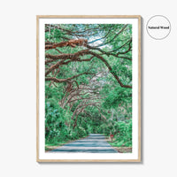 Gainesville Fine Art Photo Print, Paynes Prairie Florida, Live Oak Spanish Moss Poster