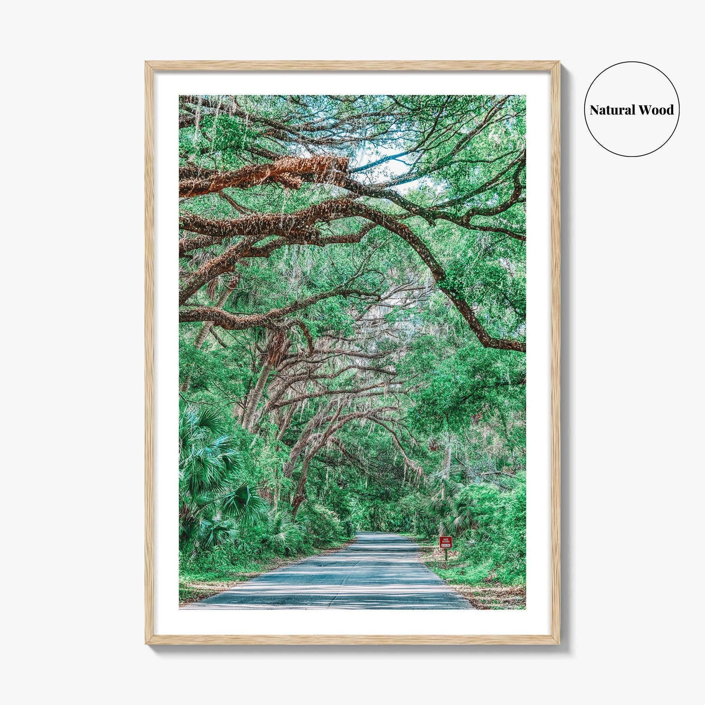 Gainesville Fine Art Photo Print, Paynes Prairie Florida, Live Oak Spanish Moss Poster