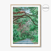 Gainesville Fine Art Photo Print, Paynes Prairie Florida, Live Oak Spanish Moss Poster
