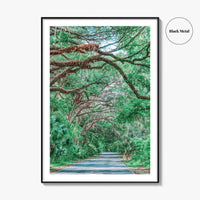 Gainesville Fine Art Photo Print, Paynes Prairie Florida, Live Oak Spanish Moss Poster