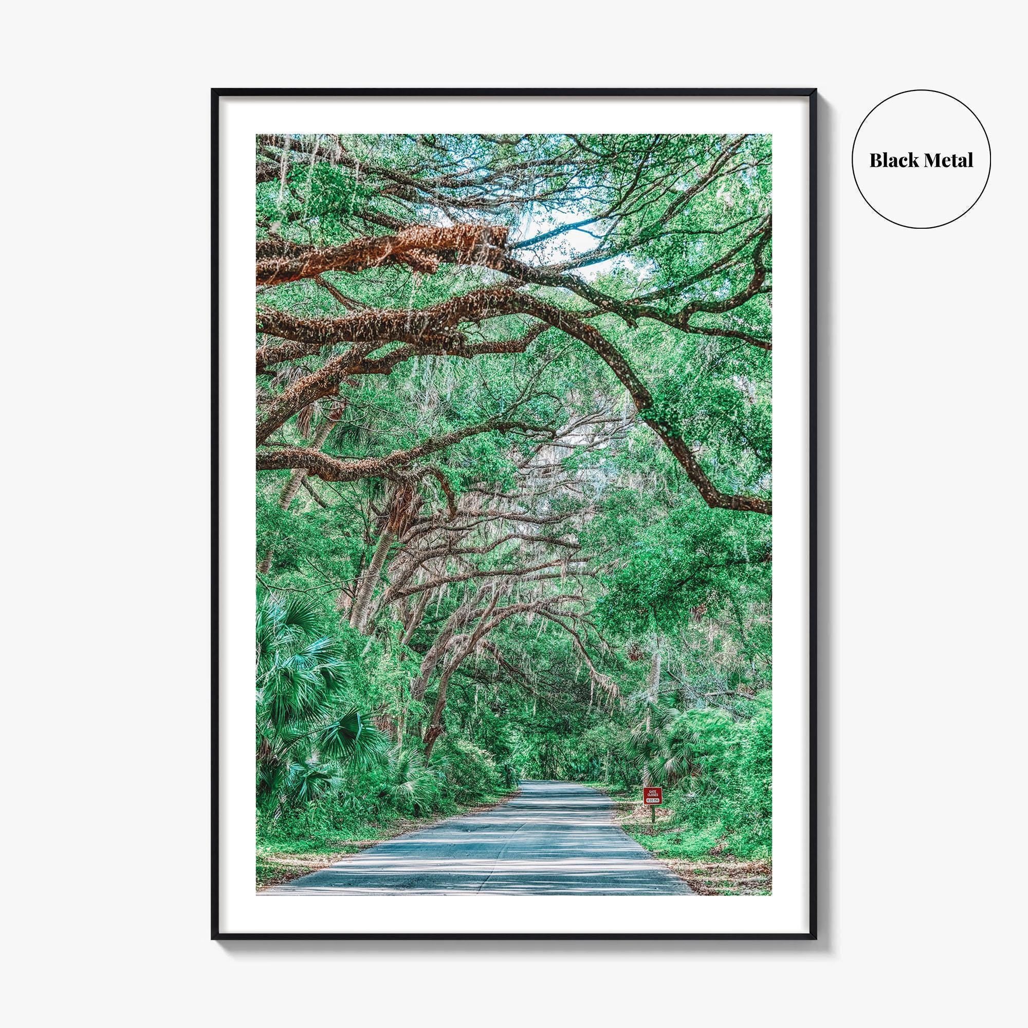 Gainesville Fine Art Photo Print, Paynes Prairie Florida, Live Oak Spanish Moss Poster