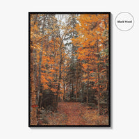 Arrowhead Provincial Park Fine Art Photo Print, Huntsville Ontario Canada, Algonquin Highlands, Wall Poster