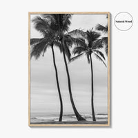 Haleiwa Black and White Fine Art Photo Print, Oahu Palm Trees, Hawaii Poster