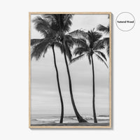 Haleiwa Black and White Fine Art Photo Print, Oahu Palm Trees, Hawaii Poster