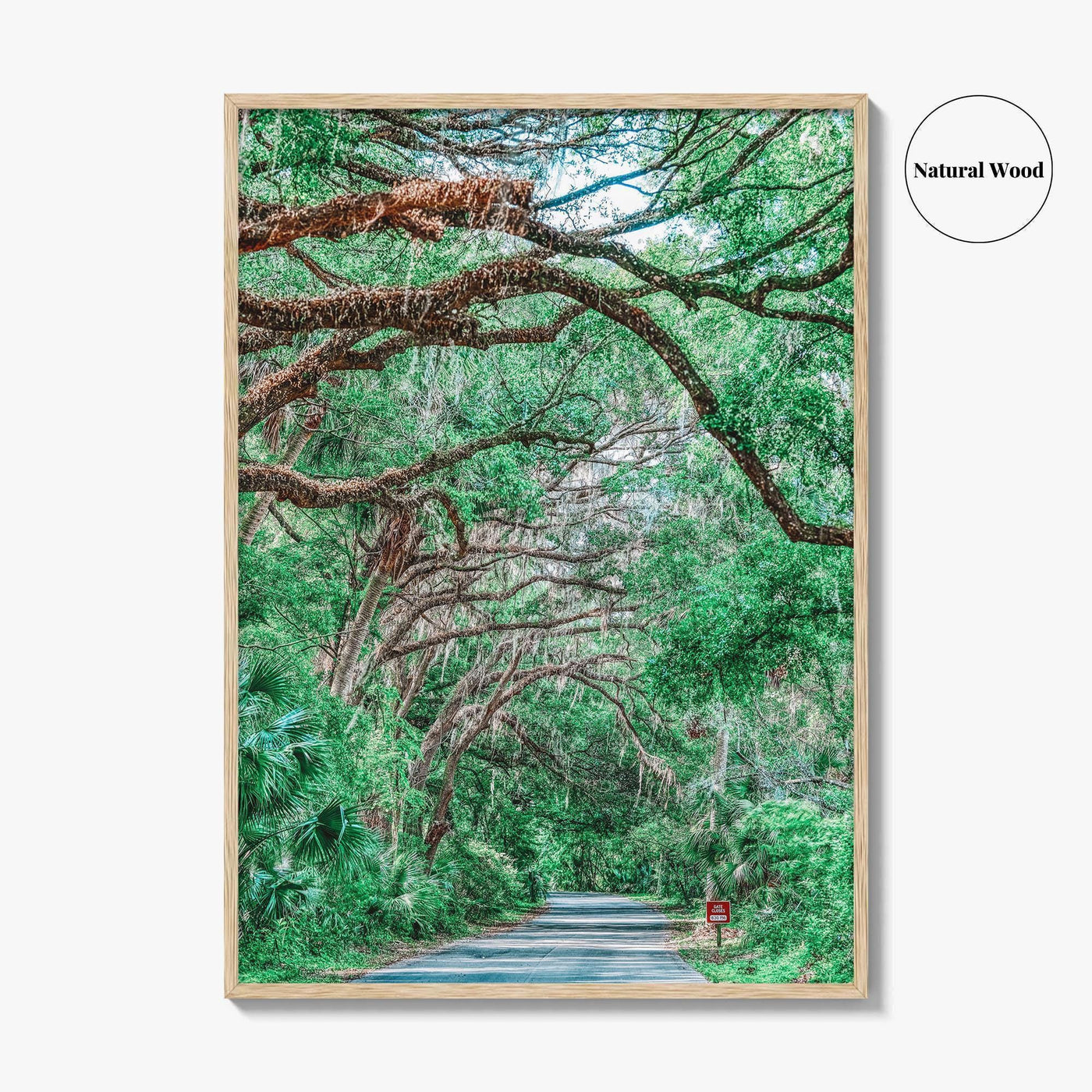 Gainesville Fine Art Photo Print, Paynes Prairie Florida, Live Oak Spanish Moss Poster