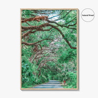 Gainesville Fine Art Photo Print, Paynes Prairie Florida, Live Oak Spanish Moss Poster