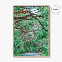 Gainesville Fine Art Photo Print, Paynes Prairie Florida, Live Oak Spanish Moss Poster