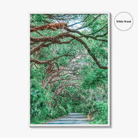 Gainesville Fine Art Photo Print, Paynes Prairie Florida, Live Oak Spanish Moss Poster