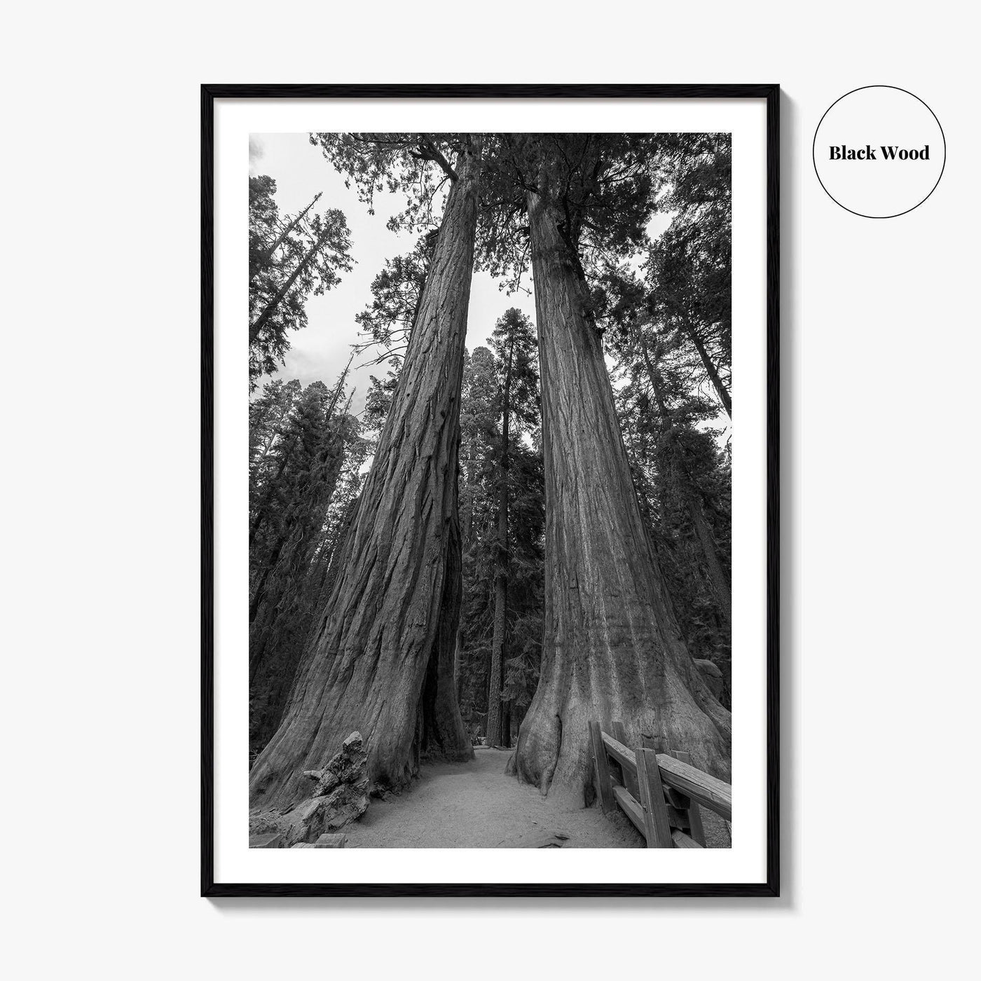 Sequoia National Park Black and White Fine Art Photo Print, Kings Canyon California Poster