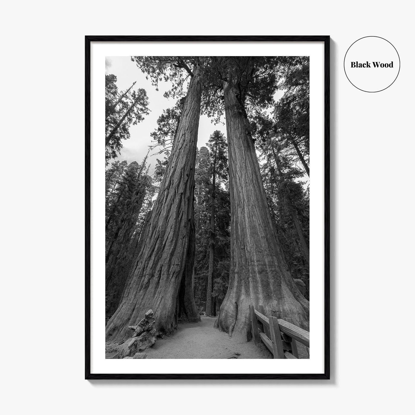 Sequoia National Park Black and White Fine Art Photo Print, Kings Canyon California Poster