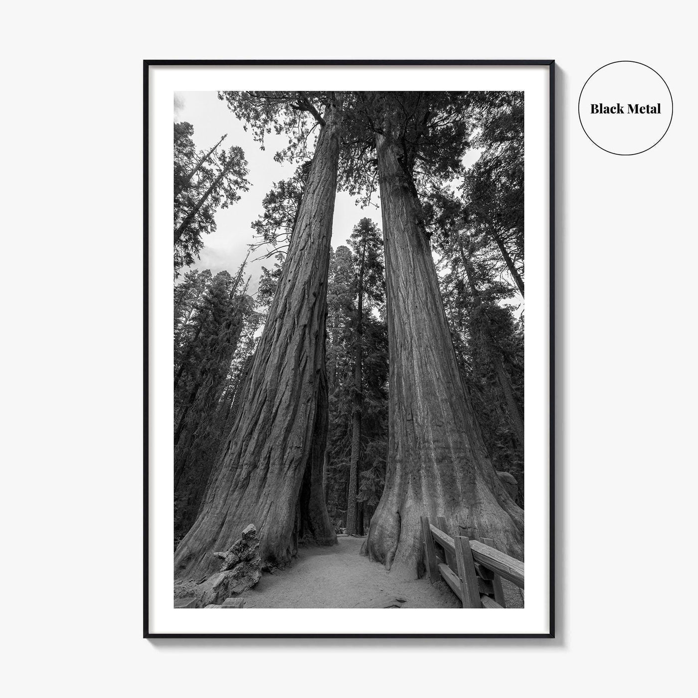 Sequoia National Park Black and White Fine Art Photo Print, Kings Canyon California Poster