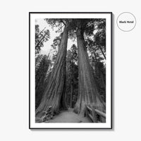 Sequoia National Park Black and White Fine Art Photo Print, Kings Canyon California Poster