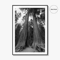 Sequoia National Park Black and White Fine Art Photo Print, Kings Canyon California Poster