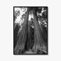 Sequoia National Park Black and White Fine Art Photo Print, Kings Canyon California Poster