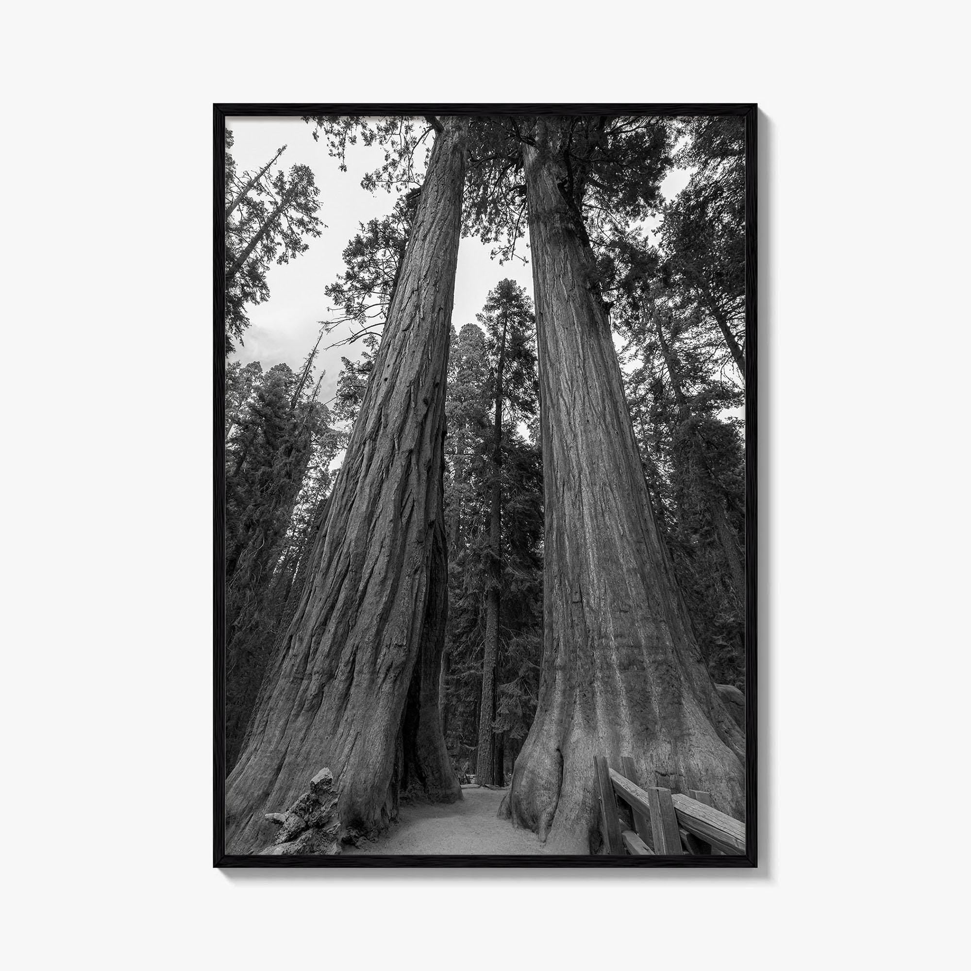 Sequoia National Park Black and White Fine Art Photo Print, Kings Canyon California Poster