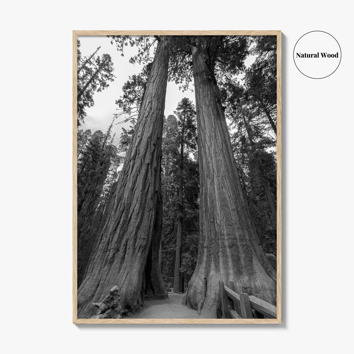 Sequoia National Park Black and White Fine Art Photo Print, Kings Canyon California Poster