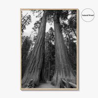 Sequoia National Park Black and White Fine Art Photo Print, Kings Canyon California Poster