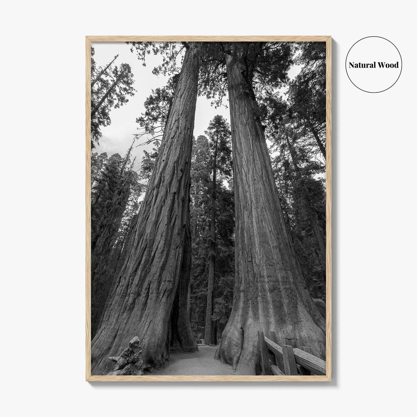 Sequoia National Park Black and White Fine Art Photo Print, Kings Canyon California Poster
