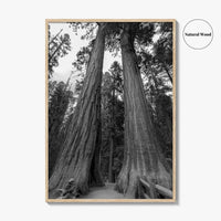 Sequoia National Park Black and White Fine Art Photo Print, Kings Canyon California Poster