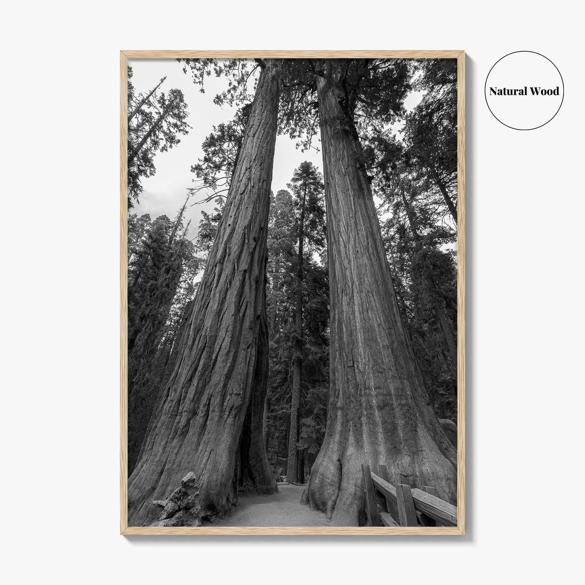 Sequoia National Park Black and White Fine Art Photo Print, Kings Canyon California Poster