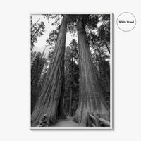 Sequoia National Park Black and White Fine Art Photo Print, Kings Canyon California Poster
