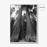 Sequoia National Park Black and White Fine Art Photo Print, Kings Canyon California Poster