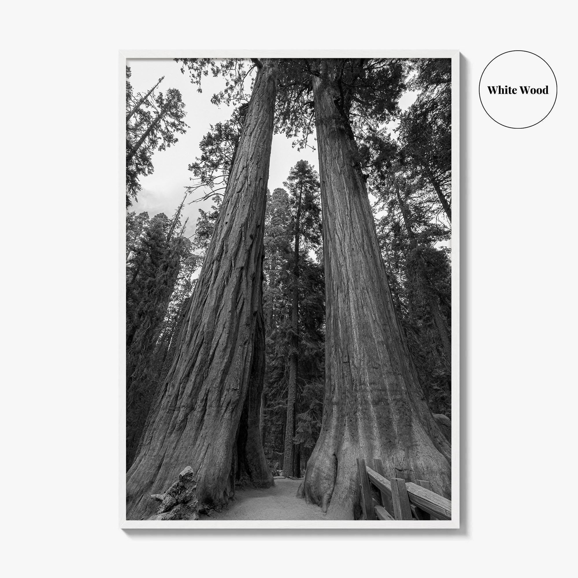 Sequoia National Park Black and White Fine Art Photo Print, Kings Canyon California Poster