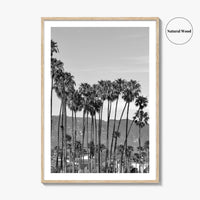 Santa Barbara Black and White Fine Art Photo Print, Palm Trees, California Poster