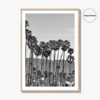 Santa Barbara Black and White Fine Art Photo Print, Palm Trees, California Poster