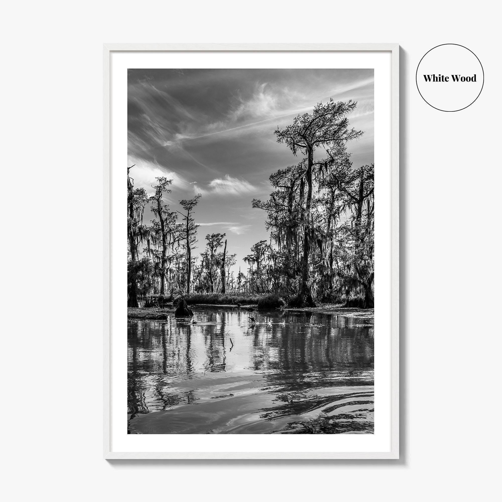 Louisiana Black and White Fine Art Photo Print, New Orleans Swamp, Bayou Poster