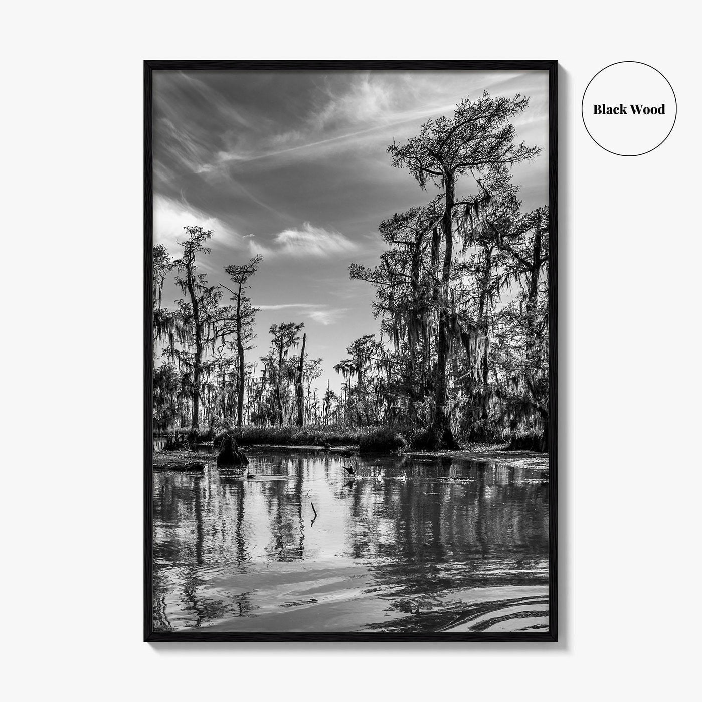 Louisiana Black and White Fine Art Photo Print, New Orleans Swamp, Bayou Poster